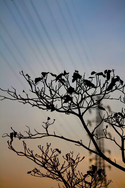 夕焼け空に止まる鳥たちと枯れ木