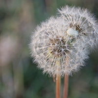 重なり合うわたげのたんぽぽの写真