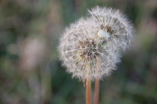 重なり合うタンポポのわたげの接写