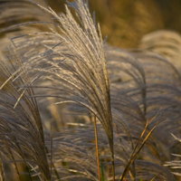 風にゆられる秋のススキの穂の写真