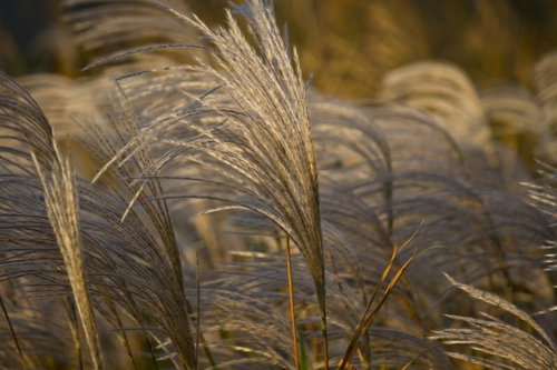 風にゆられる秋のススキの穂