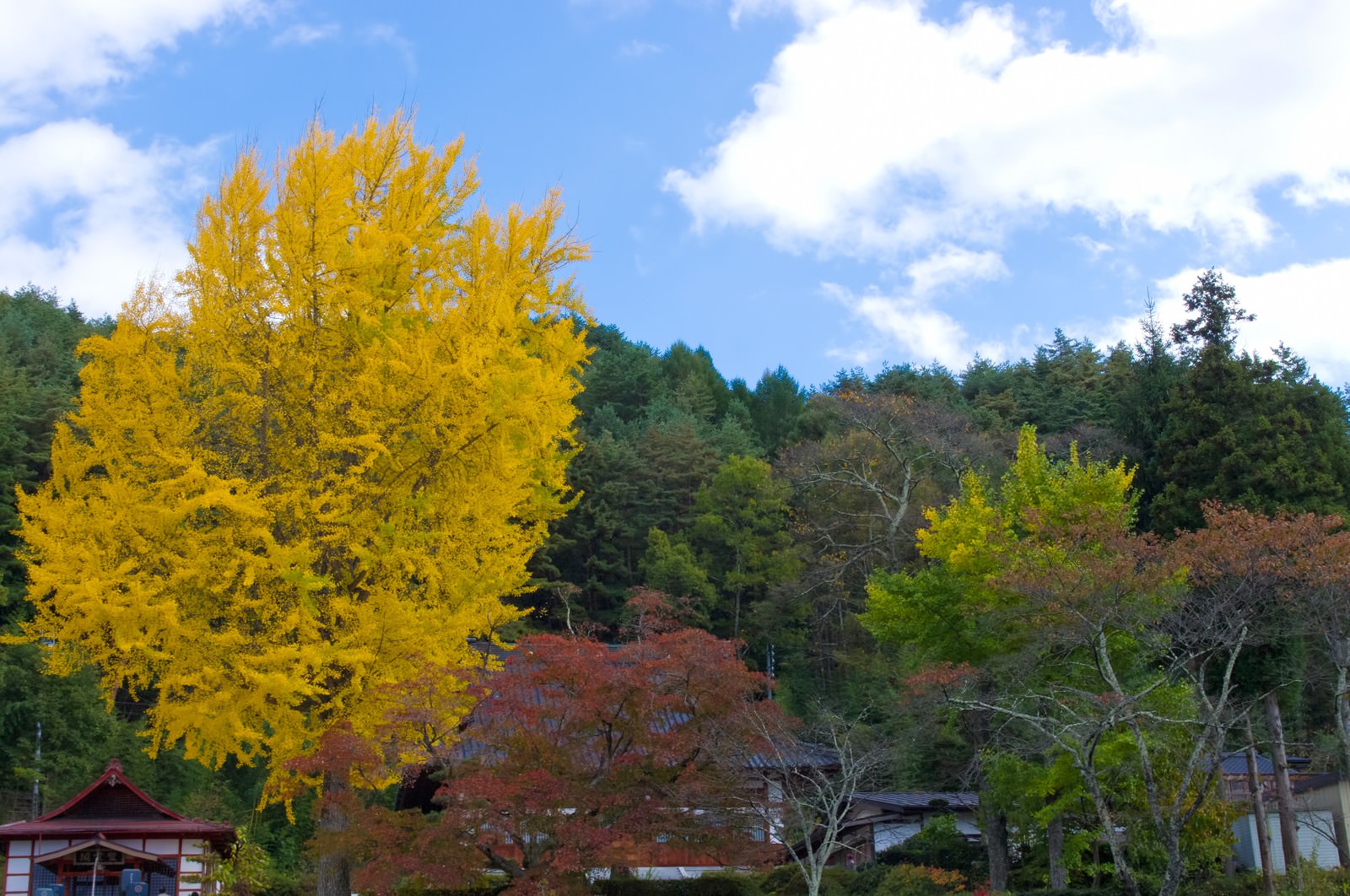 山あいに立つ黄色いイチョウの大木