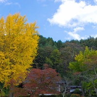 山あいに立つ黄葉した大きなイチョウの木の写真