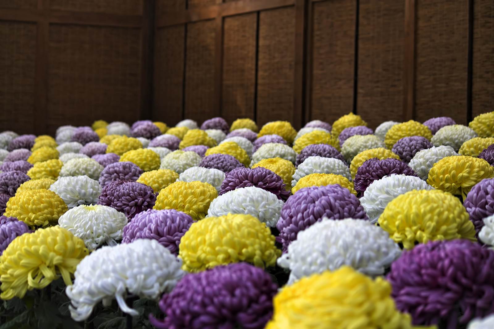 黄色と白と紫の菊が並ぶ花壇
