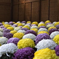黄色・白・紫の菊が整然と並ぶ菊花壇の写真