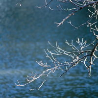 冬を迎える桜の木の霜と池の水面の写真
