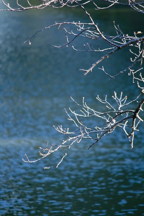 冬を迎える桜の木の霜と池の水面