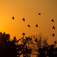 夕焼けの空を飛ぶ鳥たちのシルエットの写真