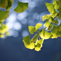 秋空を背景に黄色くなり始めたイチョウの葉の写真