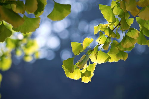 秋空を背景に黄色くなり始めたイチョウの葉