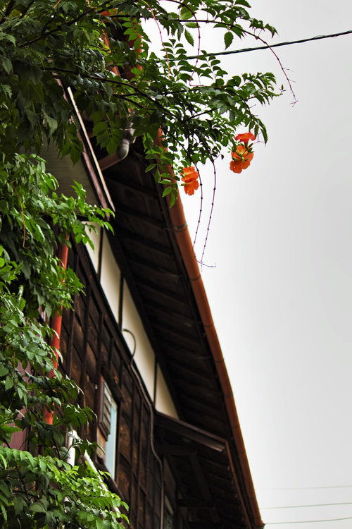軒先に垂れ下がる花と木造アパートの雨どい