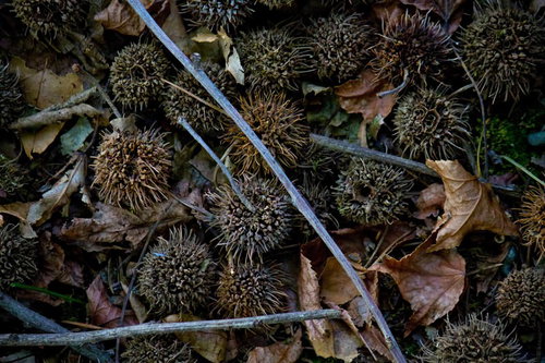 枯れ葉に混じって転がるモミジバフウの実