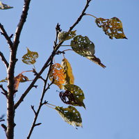 虫に食われて穴が開いた枯葉と青空の写真