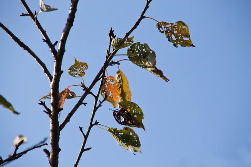 虫に食われて穴が開いた枯葉と青空