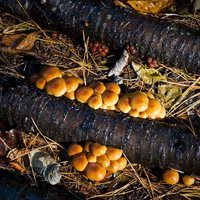 丸太に並んで生えるなめこの栽培の写真