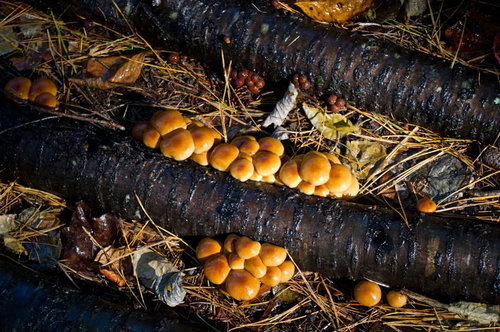 丸太に並んで生えるなめこの栽培