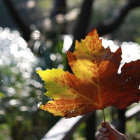 大きな楓の葉を手に持つ秋の公園の写真