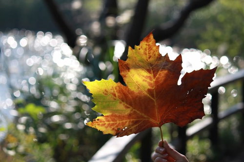 逆光で光る手に持った大きな楓の葉