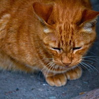 地面を見つめてお座りする茶トラ猫の写真