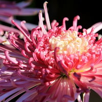 グラデーションが広がるピンク色の菊の花の写真