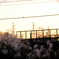 夕焼けに照らされた線路沿いのすすきの写真