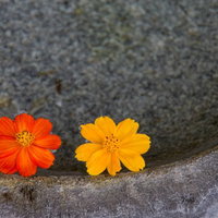 石の上に並ぶ水面に浮かぶお花の写真