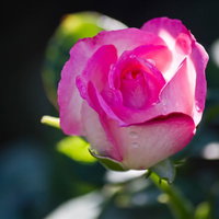 ピンクと白の2色が映えるストロベリーアイス（薔薇）の写真