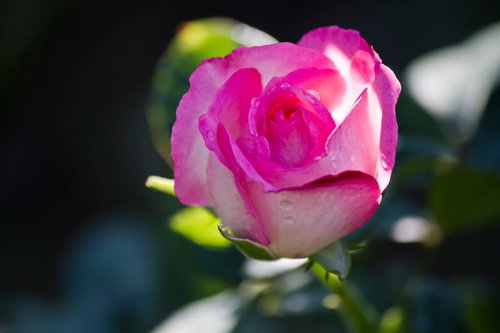 ピンクと白の2色が映えるストロベリーアイス（薔薇）