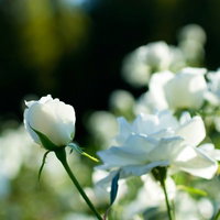 自然光に照らされたシュネービッチェン（薔薇）の写真