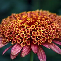 赤い大丁菊の花（屋外・一輪）の写真