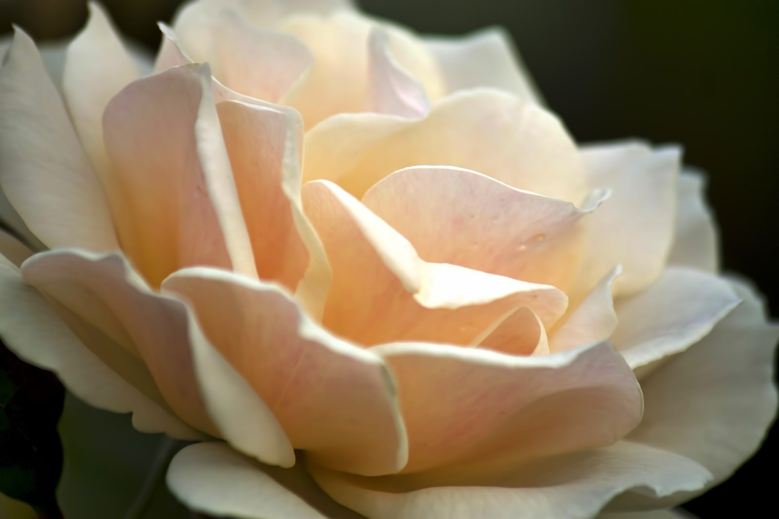 逆光を浴びてクリーム色からピンクへと色づく薔薇の花びらのクローズアップ
