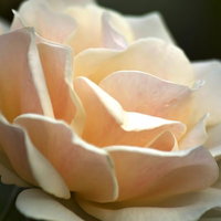 やわらかなクリーム色のエーデルワイス（薔薇）の写真