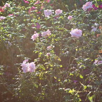 逆光の日差しに照らされた庭の薔薇の写真