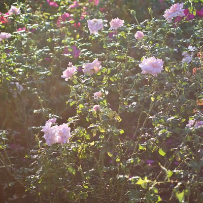 逆光の日差しに照らされた庭の薔薇の写真