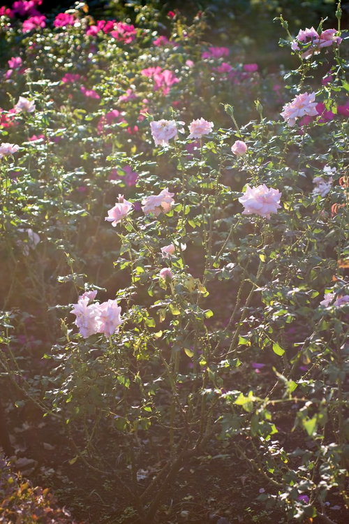 逆光の日差しに照らされた庭の薔薇