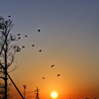 朝日がのぼる公園の鳥たちと木のシルエットの写真