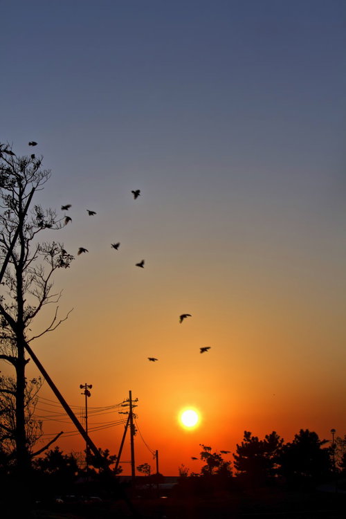朝日がのぼる公園の鳥たちと木のシルエット