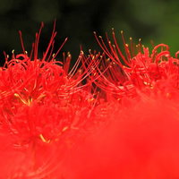 放射状に花びらが広がる秋の色のヒガンバナの写真