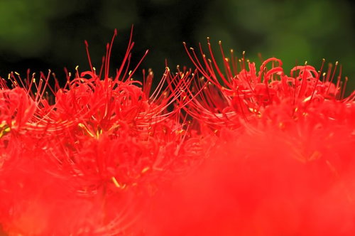 放射状に花びらが広がる秋の色のヒガンバナ