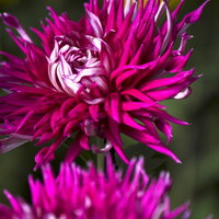 細い花びらが放射状に広がる炎のような江戸菊の写真