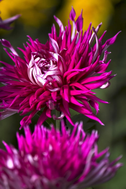 細い花びらが放射状に広がる炎のような江戸菊