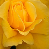 花びらが渦を巻く黄色いフリージア（薔薇）の写真