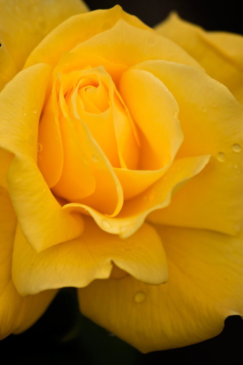 花びらが渦を巻く黄色いフリージア（薔薇）