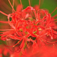 ヒガンバナ（リコリス・ラディアータ）の赤い花の写真