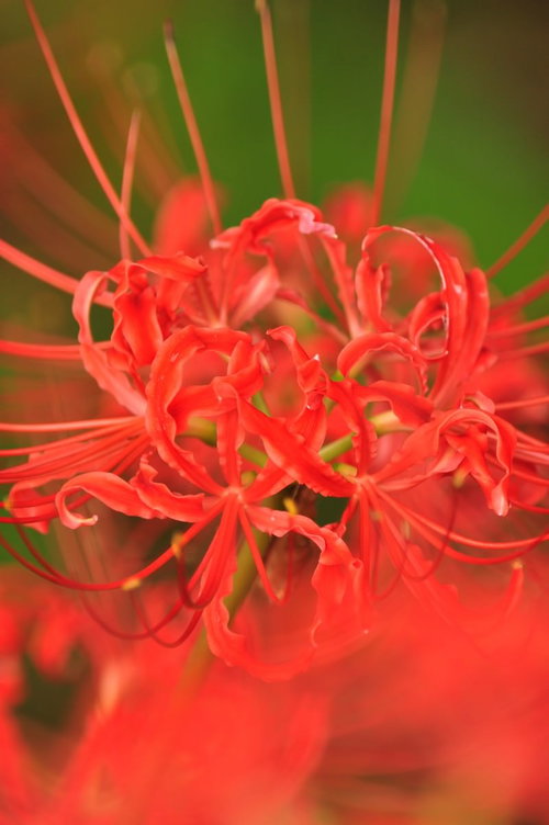 緑の葉を背景に咲くリコリス・ラディアータ（ヒガンバナ）