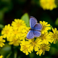 黄色い小花の上にとまる青い蝶の写真