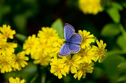 黄色い花にとまる青い蝶の接写