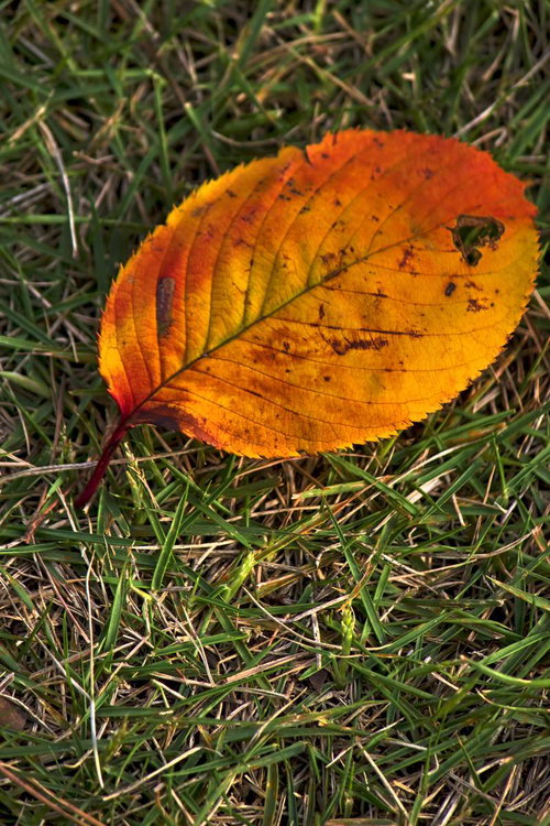 草の上に落ちた丸い黄色い落ち葉
