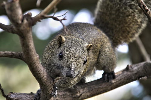 木の枝に掴まる野生のリスの正面顔