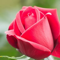 花びらが重なるコンラッドヘンケル（薔薇）の写真